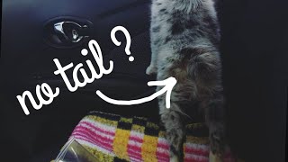 Why Are Australian Shepherd Tails Docked [upl. by Aiksa]