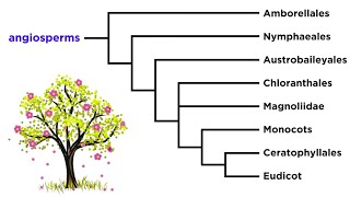 Angiosperm Diversity Monocots and Eudicots [upl. by Nailluj718]