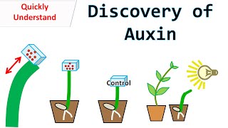 Discovery of Auxin [upl. by Akeylah]