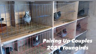 Belgian Racing Pigeons  Pairing Up ALL BREEDING BIRDS For 2021 Youngsters [upl. by Cusack166]