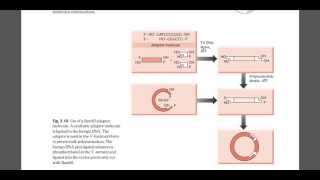 Role of linker and adaper DNA [upl. by Ahsimek912]