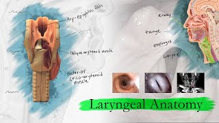 Introduction to Laryngology Room Set up amp Ergonomics [upl. by Crispin225]