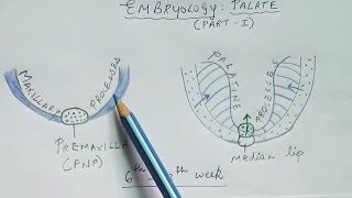 Embryology of palate  Part 1 [upl. by Akeihsat]