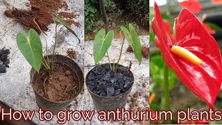 How to grow anthurium plants [upl. by Lentha972]