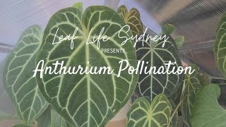 A Guide to Anthurium Pollination [upl. by Rossy]