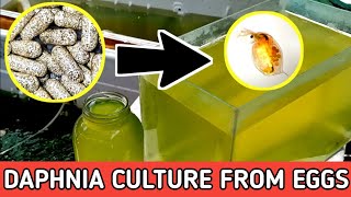 HOW TO HATCH DAPHNIA EGGS  HOW TO CULTURE DAPHNIA [upl. by Vyner111]