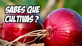 ¿Que es Rizoma Tubérculo y Bulbo Guía para Huerto y Jardín  La Huerta de Ivan [upl. by Reiko]