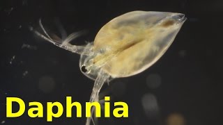 Daphnia [upl. by Latini824]