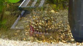 Kuhli Loach devours Red Cherry Shrimp [upl. by Llarret156]