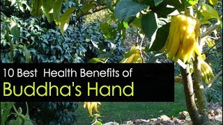 10 Top Buddhas Hand Benefits and Uses [upl. by Yddub194]