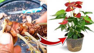 Anthurium Propagation  Anthurium Plant Care [upl. by Charmian74]