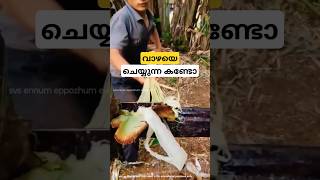 പണം  വാഴ banana fiber malayalam shorts [upl. by Arayt]