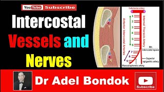 Intercostal Arteries Veins and Nerves Dr Adel Bondok [upl. by Enrol948]