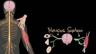 Nervous system central amp peripheral  Control amp Coordination  Biology  Khan Academy [upl. by Nyrhtak]