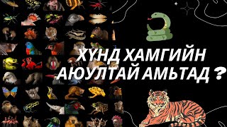 Хүний Амь Хамгийн Их Хөнөөсөн АМЬТАД [upl. by Sorac37]