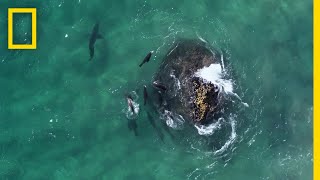 Fur Seals vs Great White Sharks  Hostile Planet [upl. by Ymor]