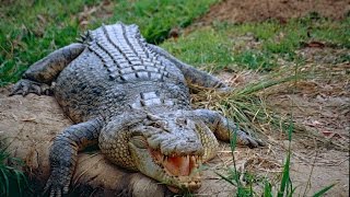 Massacre at Ramree Island by crocodiles [upl. by Odlavso781]