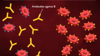 Antigens on RBCs [upl. by Eem]