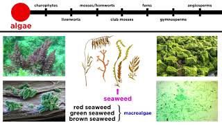 Overview of Plant Classification Vascular and Nonvascular Plants [upl. by Tasha]