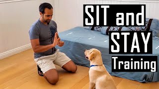 How to Train your Dog or Puppy to Sit and Stay  How I Trained Buddy Easy Dog Training at Home [upl. by Ellga]