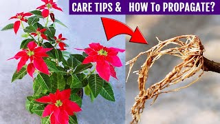 Poinsettia Plant CARE amp Propagation ALL In One Video [upl. by Marlo11]