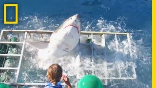 Diver Narrowly Escapes When Great White Shark Breaks Into Cage  National Geographic [upl. by Atsahc]