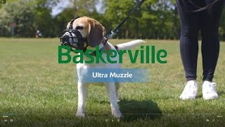 New Baskerville Ultra Muzzle How to Use and Fit [upl. by Alyehs]