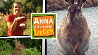 Kaninchen oder Hase  Kinderlied mit Tieren  Anna und die wilden Lieder [upl. by Eldred]