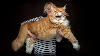 The largest Maine Coon cat in our family [upl. by Anirb]