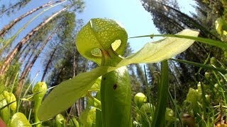 Predatory Plants Lure of the Cobra Lily [upl. by Pena]