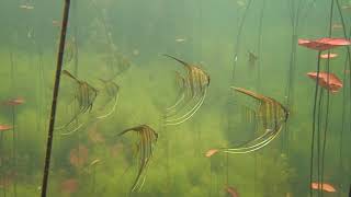 Rio Tapajós Amazonas Pterophyllum  Acara Bandeira  Angelfish Skalar [upl. by Laohcin]