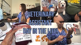 Vet Assistant Work Vlog🐶🐱 [upl. by Oleic]