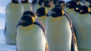 How Does Huddling Help Penguins Stay Warm  BBC Earth [upl. by Adi]