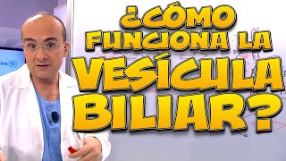 VESÍCULA BILIAR ¿cómo funciona  Cuerpo Humano 08 [upl. by Furnary]