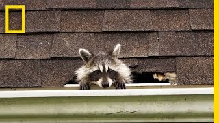 How to Evict Your Raccoon Roommates  National Geographic [upl. by Haodnanehs319]