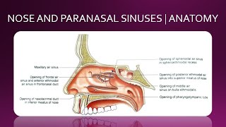 NOSE AND PARANASAL SINUSES  ANATOMY  SIMPLIFIED [upl. by Prichard]