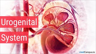 Embryology Urogenital System [upl. by Oknuj393]