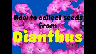 How to collect seed from Dianthus [upl. by Yenaiv915]