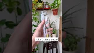 How to Propagate Spider Plant in Water  Chlorophytum Propagation  Spider Plant Babies  Shorts [upl. by Irb947]