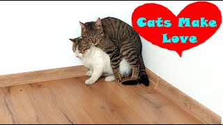 Cats Make LOVE  Cats Mating Like Crazy [upl. by Ecirtak647]