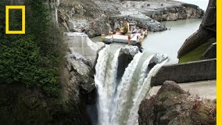 After Largest Dam Removal in US History This River Is Thriving  National Geographic [upl. by Nuzzi]