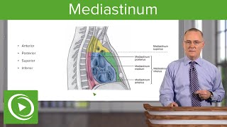 Mediastinum Lungs mediastinum and cardiac valves – Anatomy  Lecturio [upl. by Yesor]