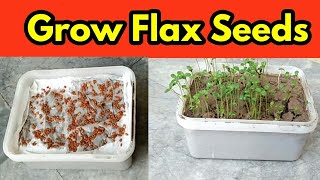 Grow Flax Seeds  Microgreens [upl. by Yadroc]