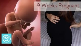 19 Weeks Pregnant What You Need To Know  Channel Mum [upl. by Zorana135]