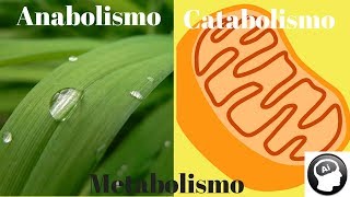 Metabolismo anabolismo catabolismo [upl. by Allin]