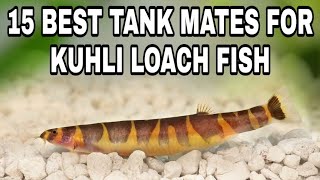 Kuhli Loach Tank Mates [upl. by Dinesh]