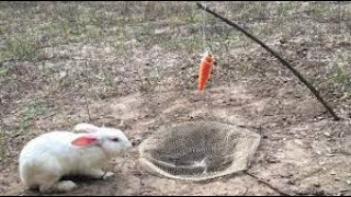 Build Deep Hole Underground Rabbit Trap Using Nets  How To Trap Wild Rabbit That Work 100 [upl. by Leventis]