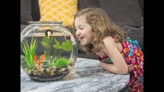 NoClean Aquariums SelfCleaning Fishbowl Kickstarter Video  GravityFlow2 [upl. by Koralie]