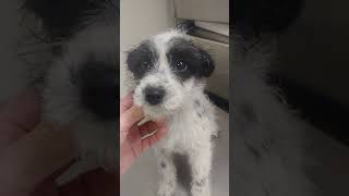 Shih Tzu amp Rat Terrier Puppy to adopt Rescue Dog Pup To Adopt [upl. by Terbecki979]