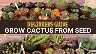 How to Grow Cactus from Seed A beginners guide  cactuscare cactus [upl. by Yasnil]